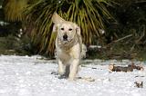 GOLDEN RETRIEVER 812
